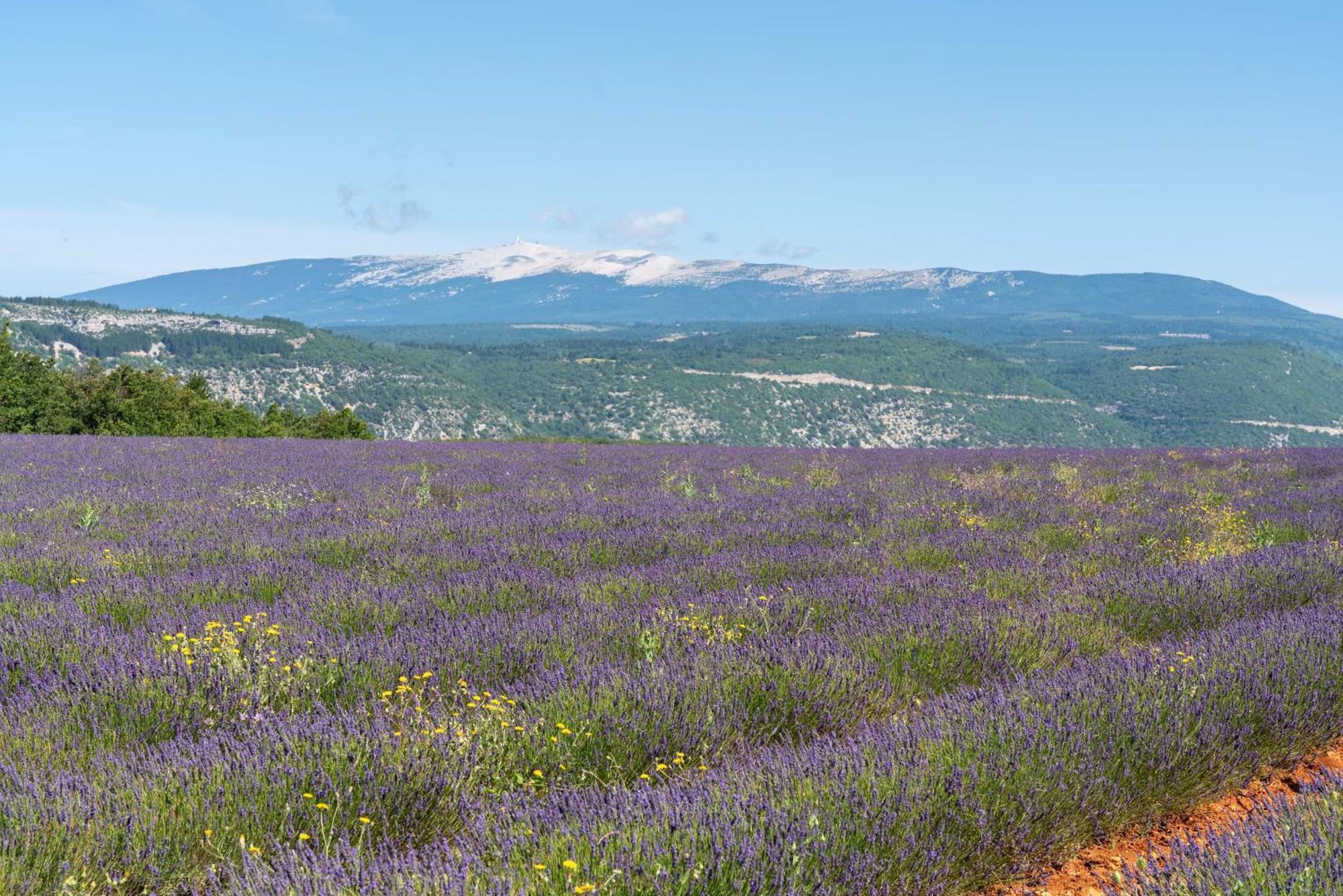 Les Demeures Du Ventoux Villa Aubignan Dış mekan fotoğraf